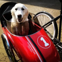 Scandinavian Side Bike for dog sidecar - Red