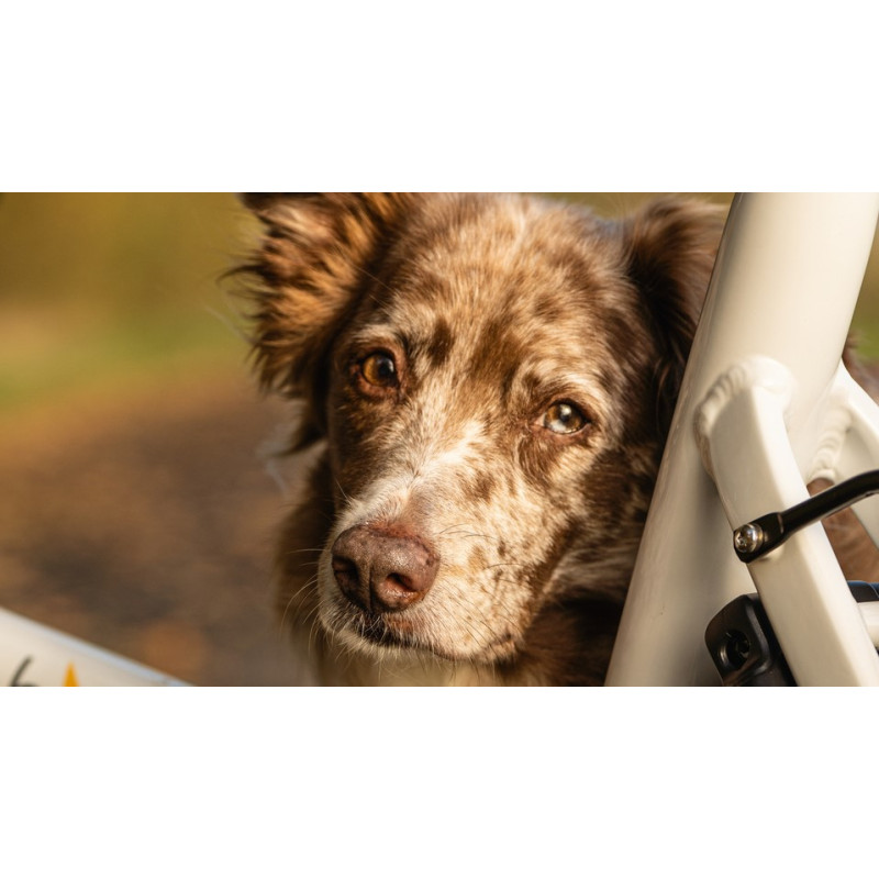 Chike E-Dog Hunde-Lastenfahrrad